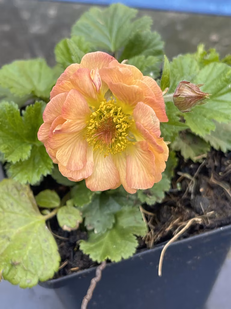 6 x Geum hybr. 'Mai Tai' - Bachnelkenwurz - vaso 9 x 9 cm