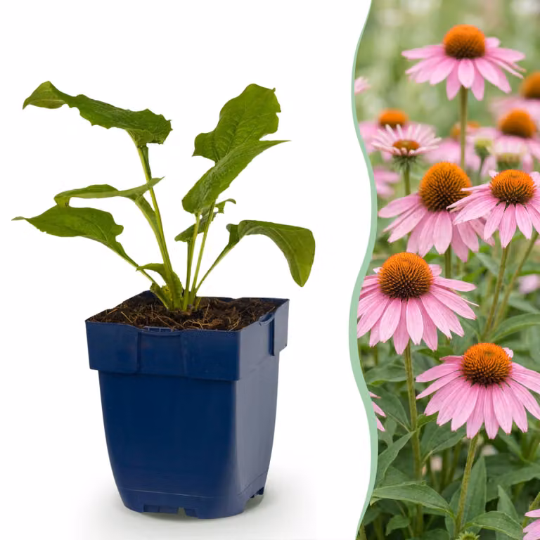Echinacea purp. Magnus - Echinacea - Attira api e farfalle - Rosa - 6 piante - 15-25cm - Ø11cm - Pianta da giardino