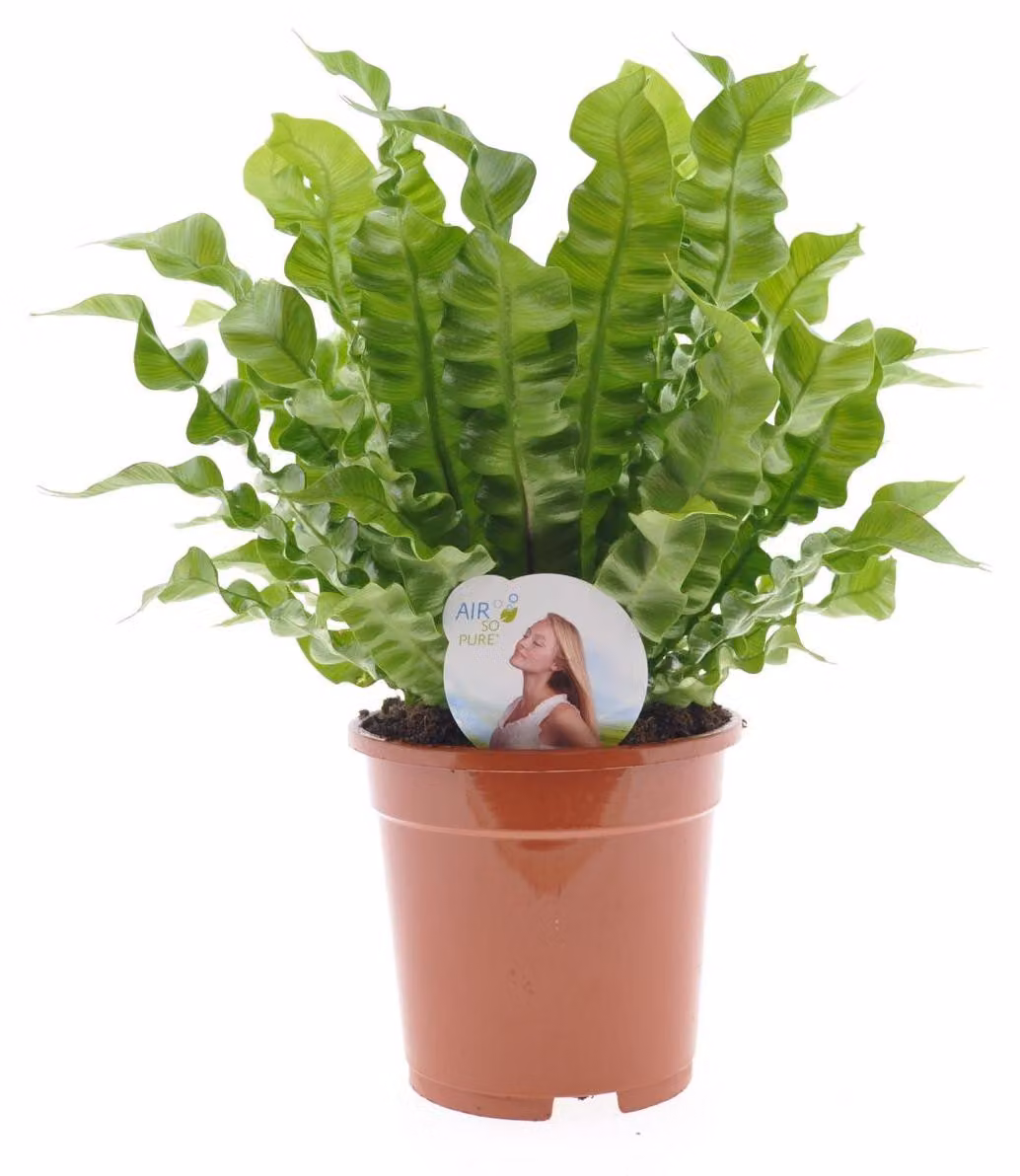 Asplenium nidus 'Crispy Wave' ca. 30 cm - Felce nido - Pianta da appartamento purificatrice dell'aria - Pianta verde
