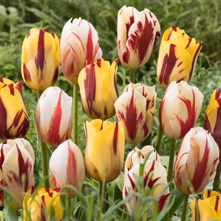 Bulbi di tulipano resistenti al gelo, perenni - Collezione Rembrandt - 20 bulbi di tulipano - Piante vere provenienti dall'Olanda - Bulbi di tulipano per giardino, vasi e balcone (bulbi grandi, non semi, non artificiali)