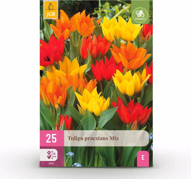 Bulbi da fiore - Tulipano 'Praestans mix' - Vari colori - 25 pezzi - Bulbo misura 8/9 - 20-50cm - Ø5cm - Pianta da giardino - Multideal