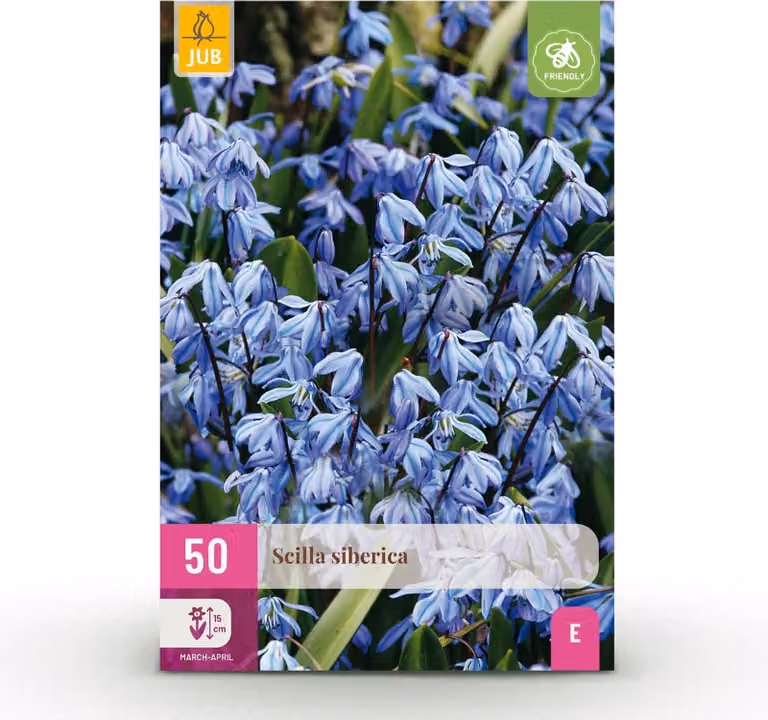 Bulbi da fiore - Scilla Siberica - Viola - 50 piante - Bulbo misura 7/8 - Pianta da giardino - Multideal