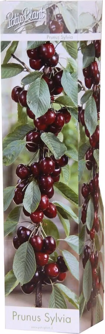 Albero da frutto a colonna Ciliegio 'Sylvia' – Prunus avium – forma compatta a colonna per piccoli giardini e balconi | Altezza totale 40-60 cm