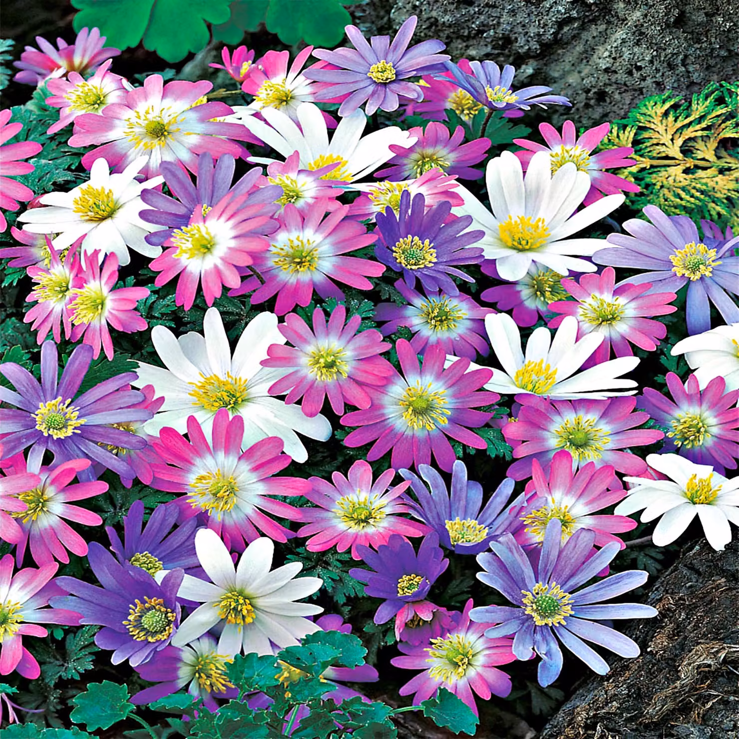 Miscela di anemoni greci Anemone Blanda 10 pz Bulbi di anemone