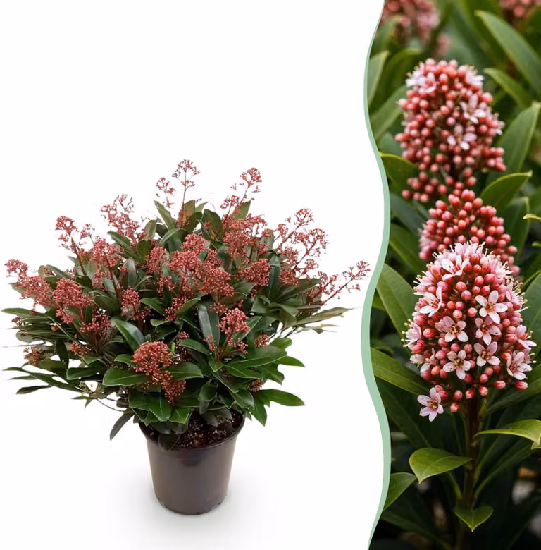 - Skimmia japonica Rubella - Fiore rosso - 40+ fiori - resistente - 50-60cm - Ø19cm - Pianta da giardino