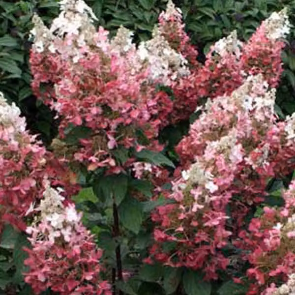 2 ortensie - Hydrangea paniculata 'Dart's Little Dot' | 30-40 cm in vaso