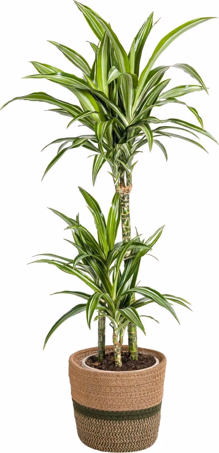 Dracaena Deremensis White Stripe con cesto in vimini - Altezza 90-110cm - Ø21cm