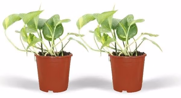 2 piante di Epipremnum aureum, alte 20 cm, diametro vaso 12 cm