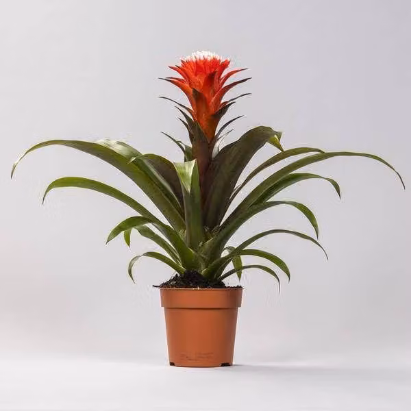 Elzusha - Guzmania, vaso a cerchio, diametro 12 cm, altezza 40 cm