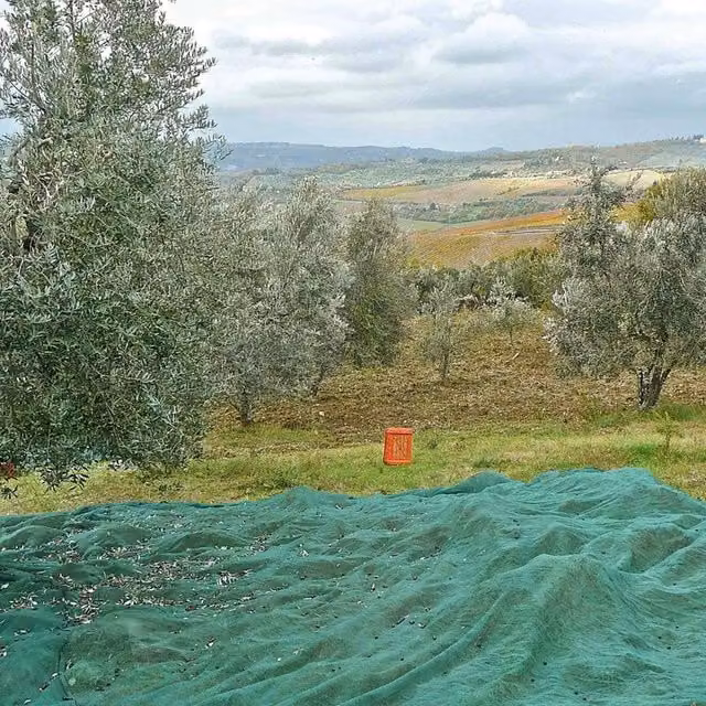 Rete antispina per olive 4F GROUP verde L 12 x H 10 m