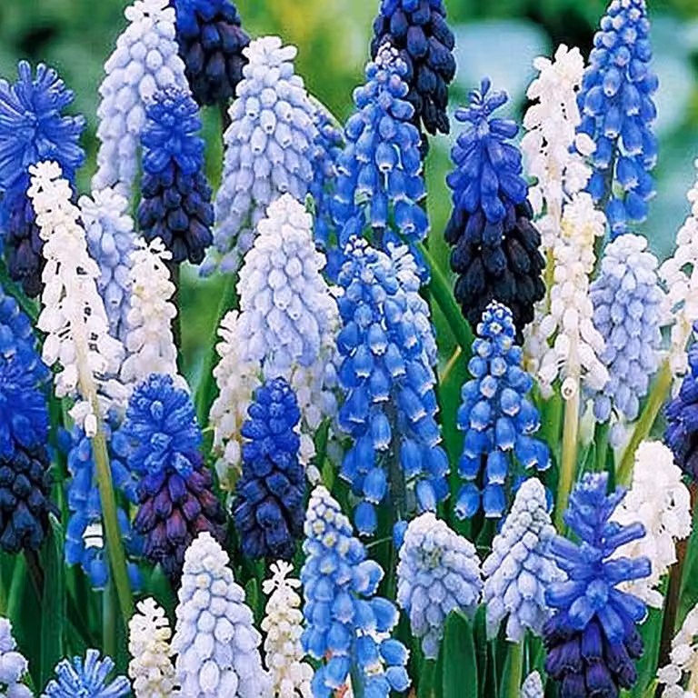 Bulbi di fiori di Muscari Bulbi di fiori di giacinto d'uva Mix 10 pz.