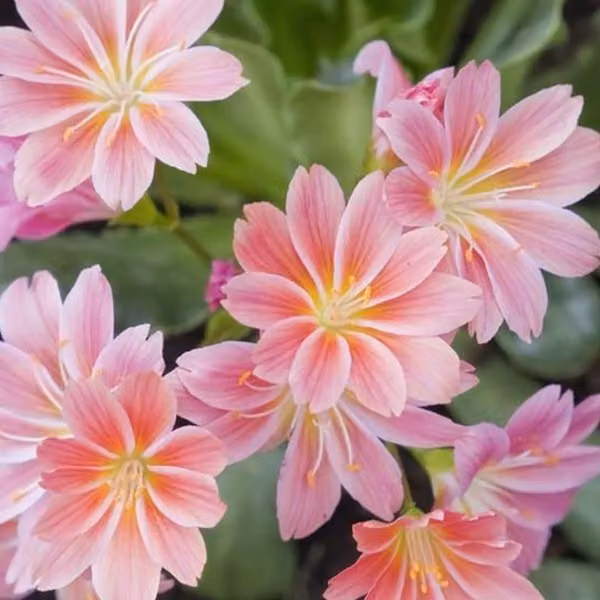 6 piante di Lewisia cotyledon (Bitterwurz), in vaso da 9x9 cm