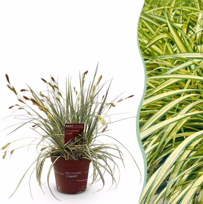 Erbe ornamentali - Carex oshimensis Evergold - Giallo e verde - Sempreverde - Difficile da coltivare - 40-50cm - Ø17cm - Pianta da giardino