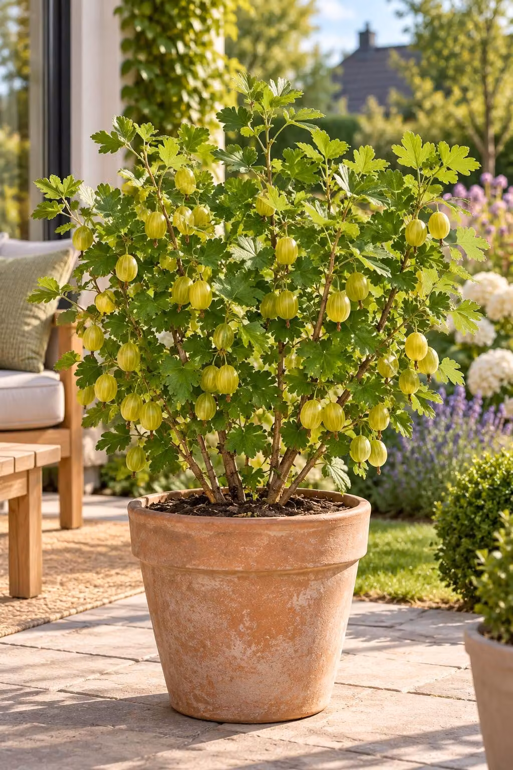 Ribes uva-crispa "Hinnonmäki Grün": arbusto resistente al freddo, con bacche verdi, ideale per giardino, balcone e vasi, altezza 50-70 cm