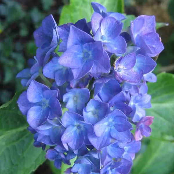 2 ortensie – *Hydrangea macrophylla* 'Blauer Zwerg' | 25-30 cm in vaso