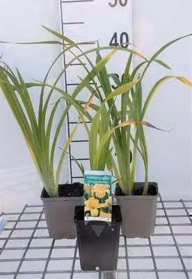 6 x Hemerocallis hybr. 'Chicago Sunrise' - daylily - vaso 9 x 9 cm