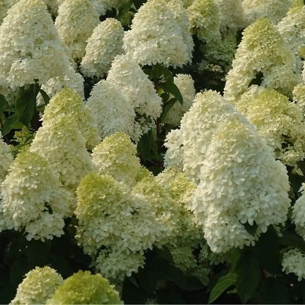 2 ortensie - Hydrangea paniculata 'Limelight' | Altezza 40-50 cm, in vaso