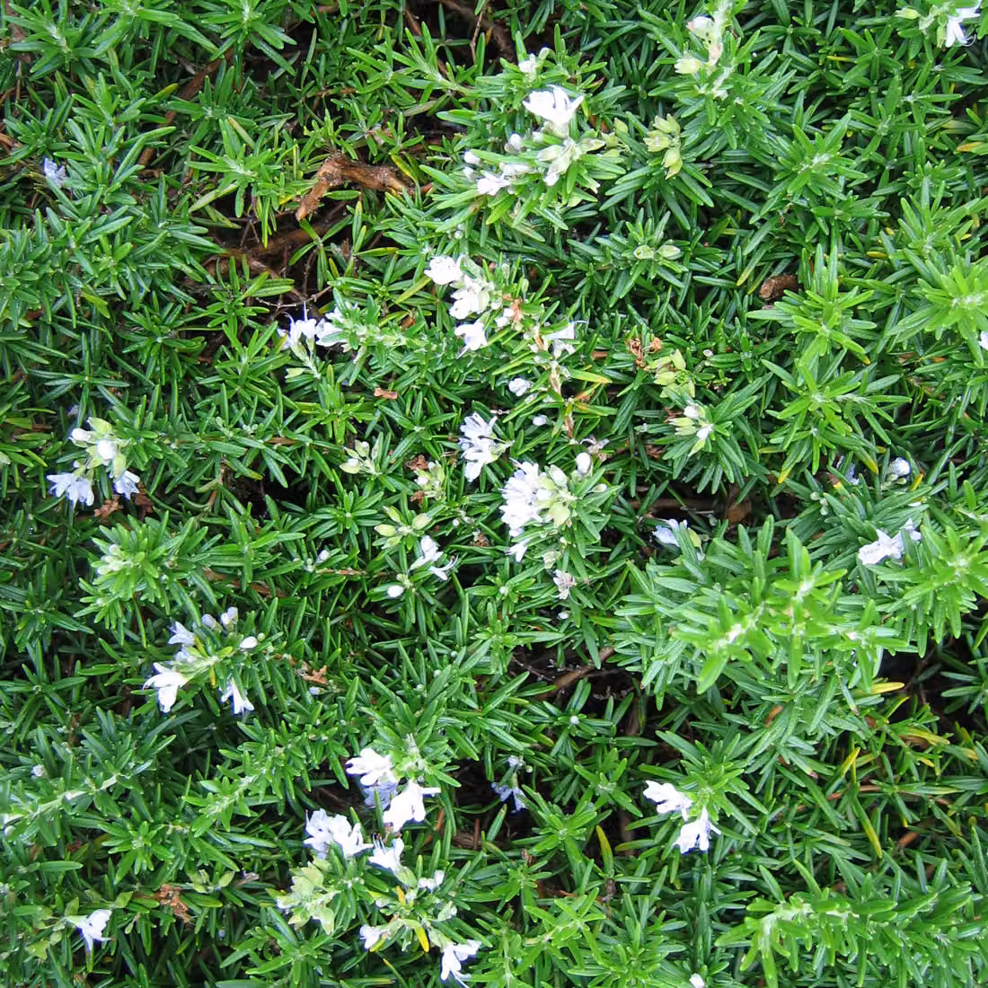2 piante di rosmarino 'Prostratus', con portamento strisciante - Rosmarinus officinalis | altezza: 20-30 cm, in vaso
