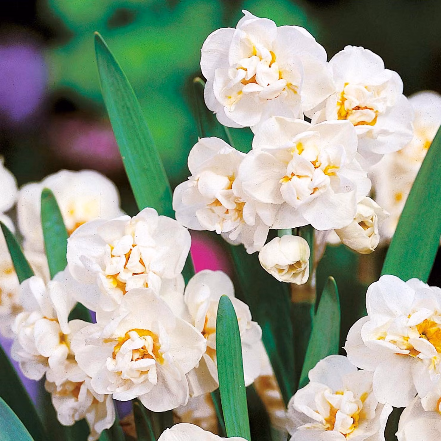 Bulbi di giunchiglia Fiori di giunchiglia profumati nuziale 5 pz.