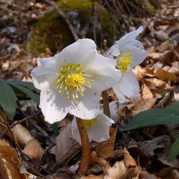 6 piante di elleboro nero (Helleborus niger) | Vaso da 9x9 cm