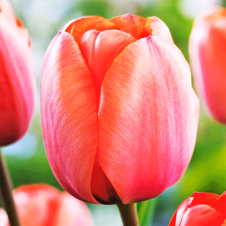 Tulipani Bulbi Fiori Darwin Tulipano Albicocca Impression 5 pz.