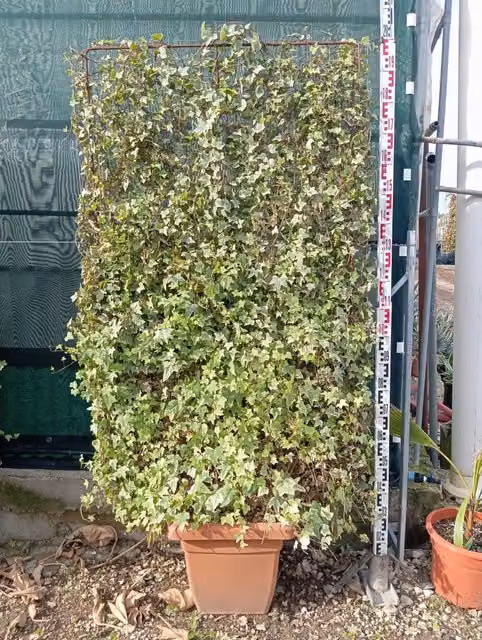 Edera Hedera Helix Elegantissima Spalliera H 200 cm Vaso 40 cm Variegata