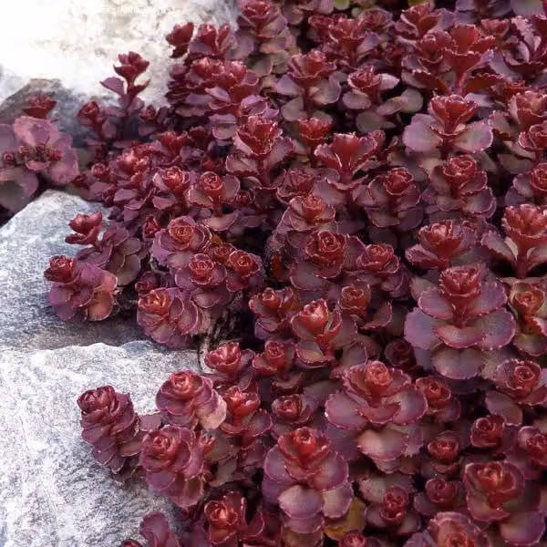 6 piantine di Sedum spurium 'Voodoo' | Vaso da 9x9 cm