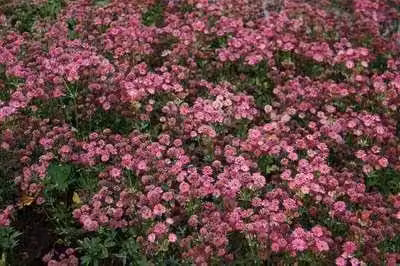 6 x Astrantia major 'Venice'® - Ombrello stellato - Vaso 9 x 9 cm