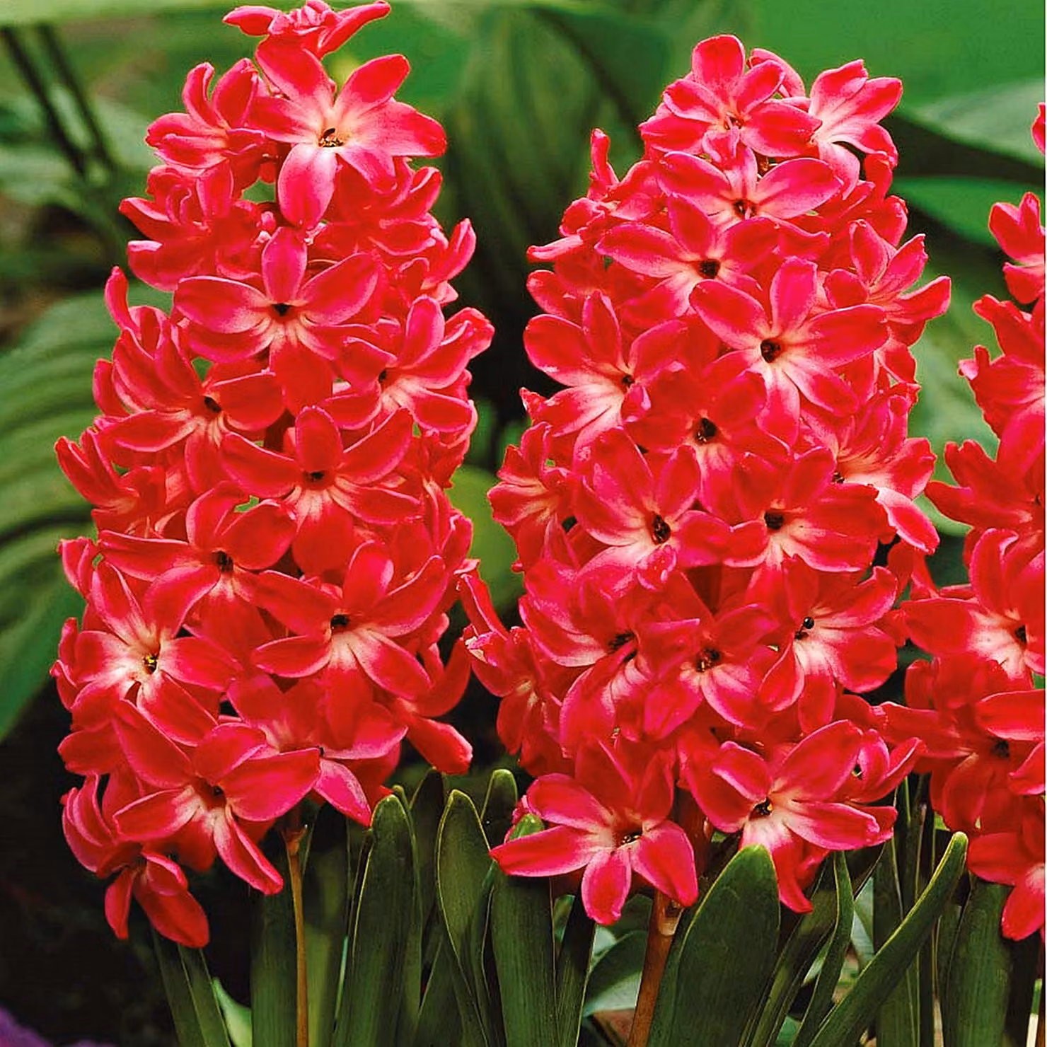 Bulbi di giacinto Bulbi di fiori Hyacinthus Red Glory 3 pz.
