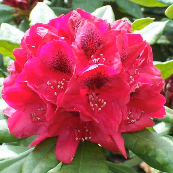 Rhododendron 'Lord Roberts' | 40-50 cm, in vaso