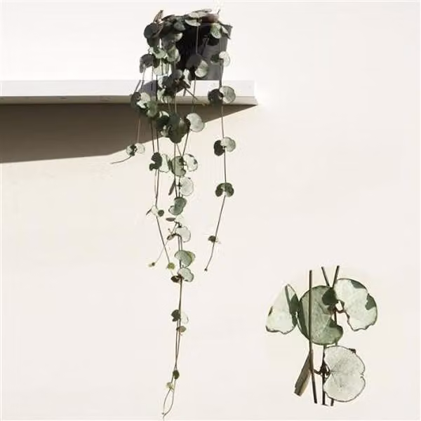 Ceropegia woodii Silver Glory 20-24 cm - fiore a candelabro - pianta verde - pianta da appartamento