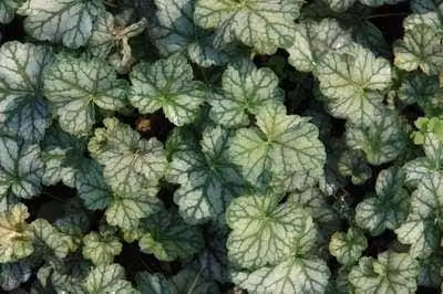 6 x Heuchera hybr. 'Mint Frost' - campanula viola - vaso 9 x 9 cm