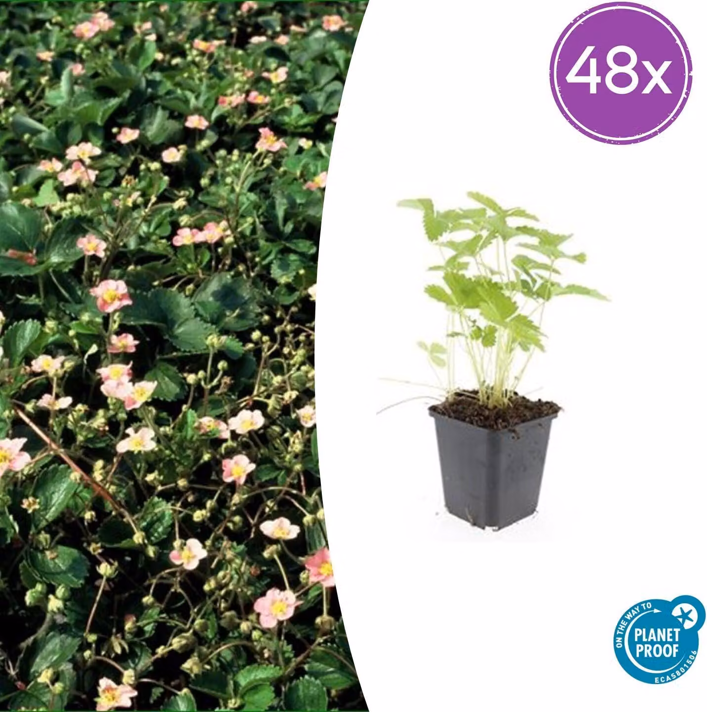 Fragaria vesca | 48 pezzi - 10-25cm - Ø9cm - Pianta da giardino