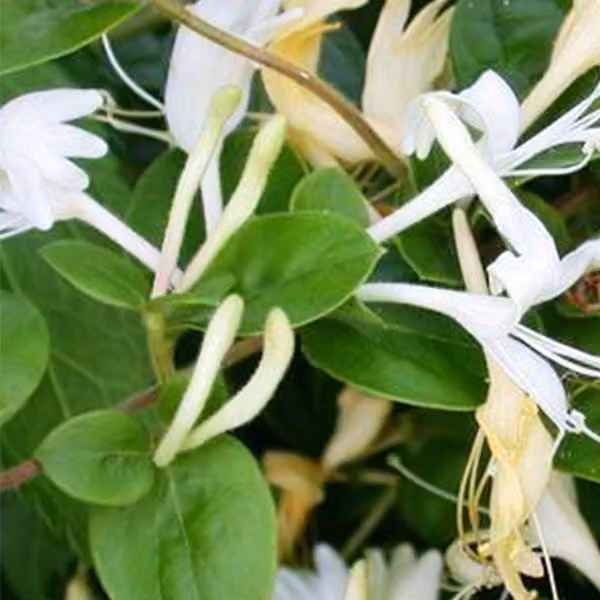 2 piante di Caprifoglio giapponese - *Lonicera japonica* 'Hall's Prolific' | Altezza: 50-60 cm, in vaso