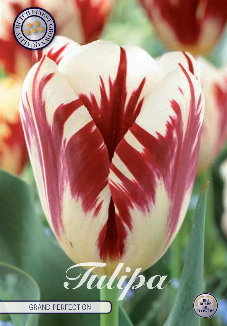 Tulipano Grand Perfection (10 bulbi) | Bulbi di tulipano di Sam van Schooten