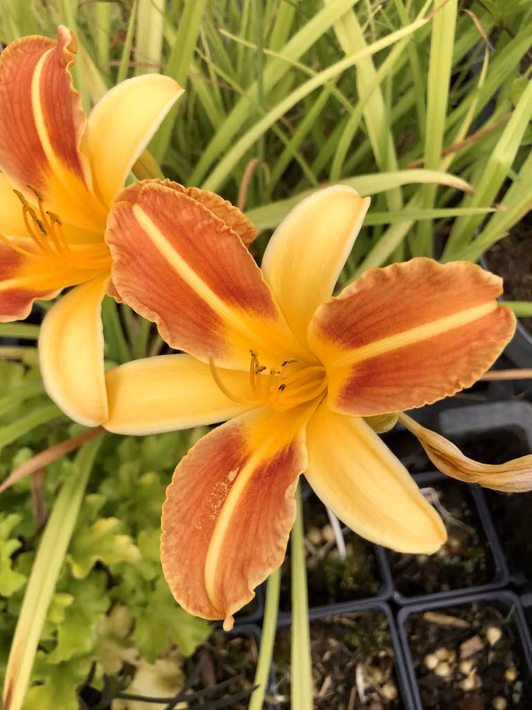 6 x Hemerocallis 'Frans Hals' - Daylily - vaso 9x9 cm