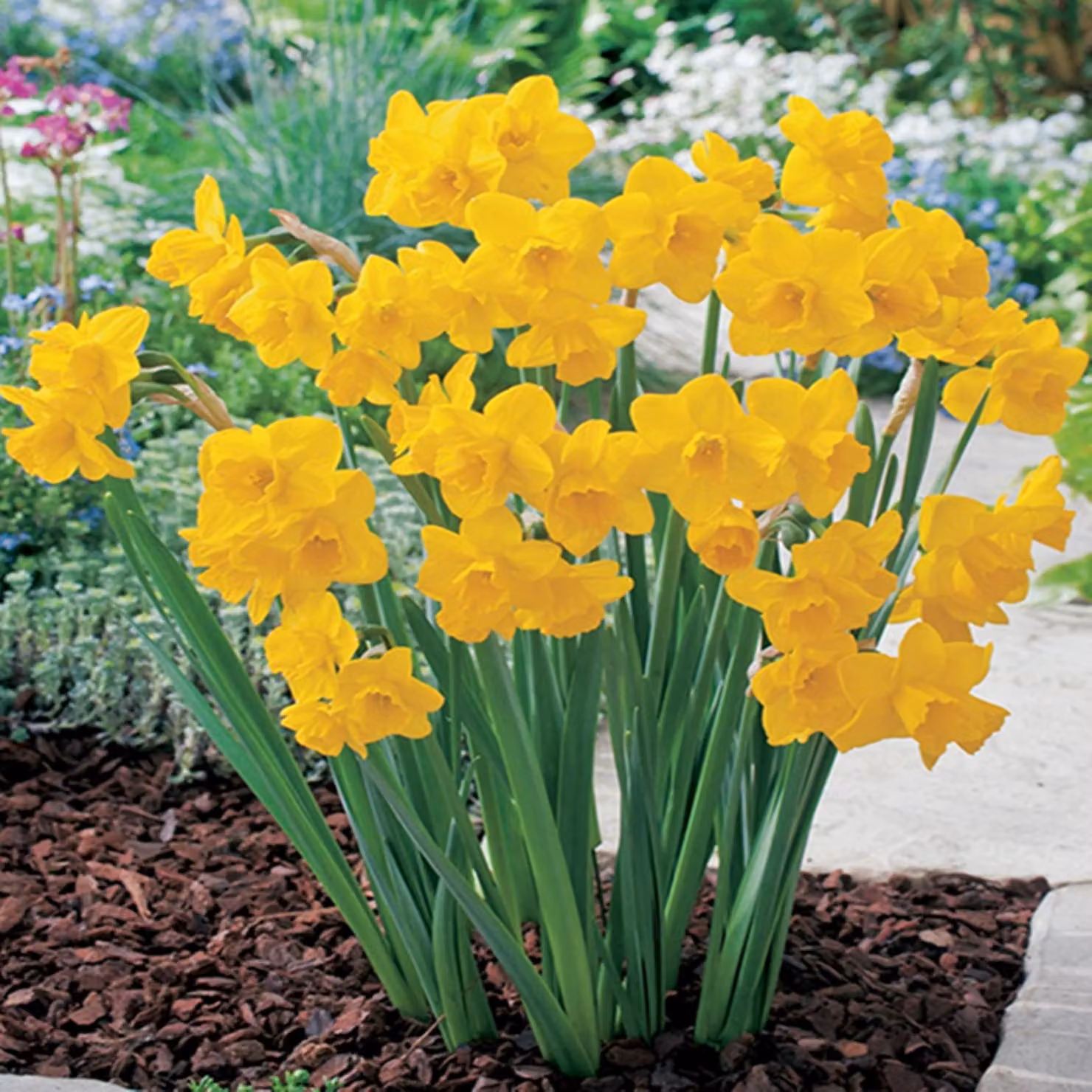Bulbi di giunchiglia Bulbi di fiori Trombetta di giunchiglia Quaglia 5 pz.