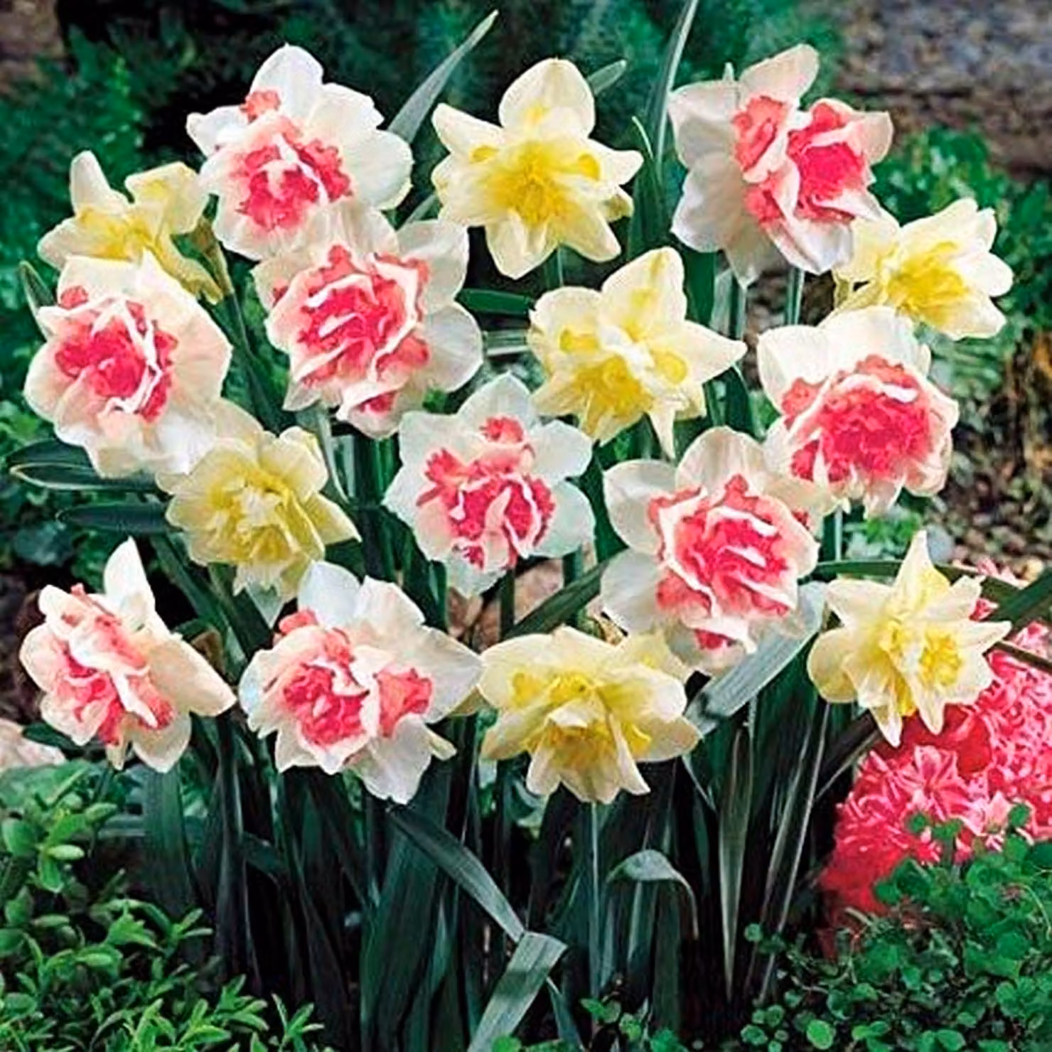 Bulbi di giunchiglia Bulbi di fiori Mix di giunchiglie doppie 25 pz.