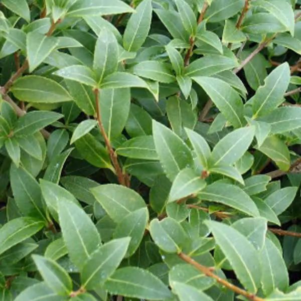 2 piante di Osmanthus burkwoodii (Burkwoods), in vaso, altezza: 30-50 cm