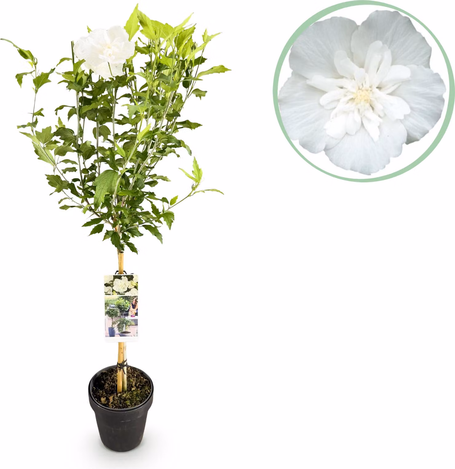 Hibiscus syriacus White Chiffon - Pianta da appartamento - Pianta da terrazzo - Decidua - Bassa manutenzione - 80-90cm - Ø19cm - Pianta da giardino