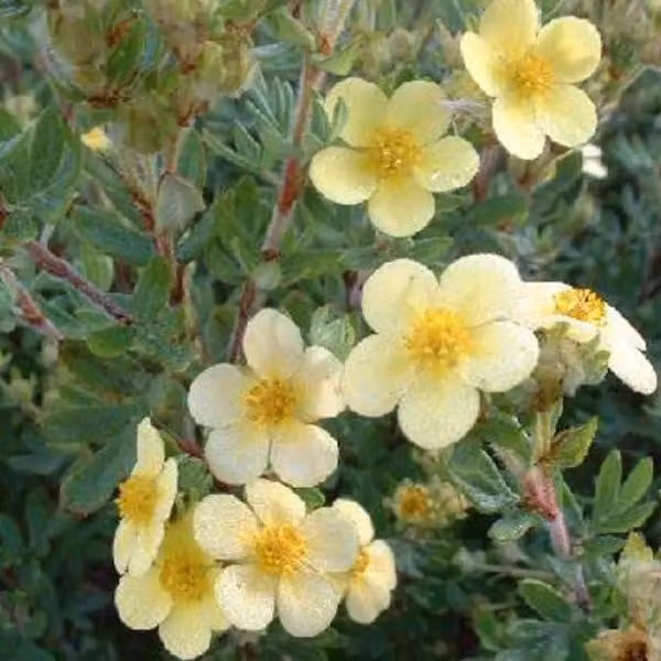 2 piante di Potentilla fruticosa 'Maanelys' (pianta ornamentale a cespuglio) | Altezza: 25-30 cm, in vaso