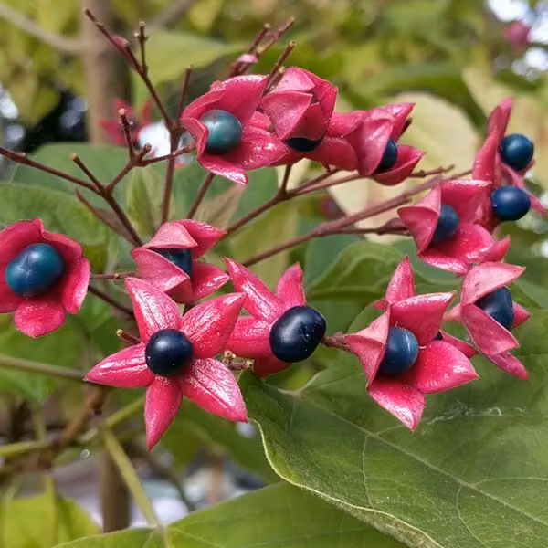 Losbaum - Clerodendrum trichotomum | 40-50 cm in vaso