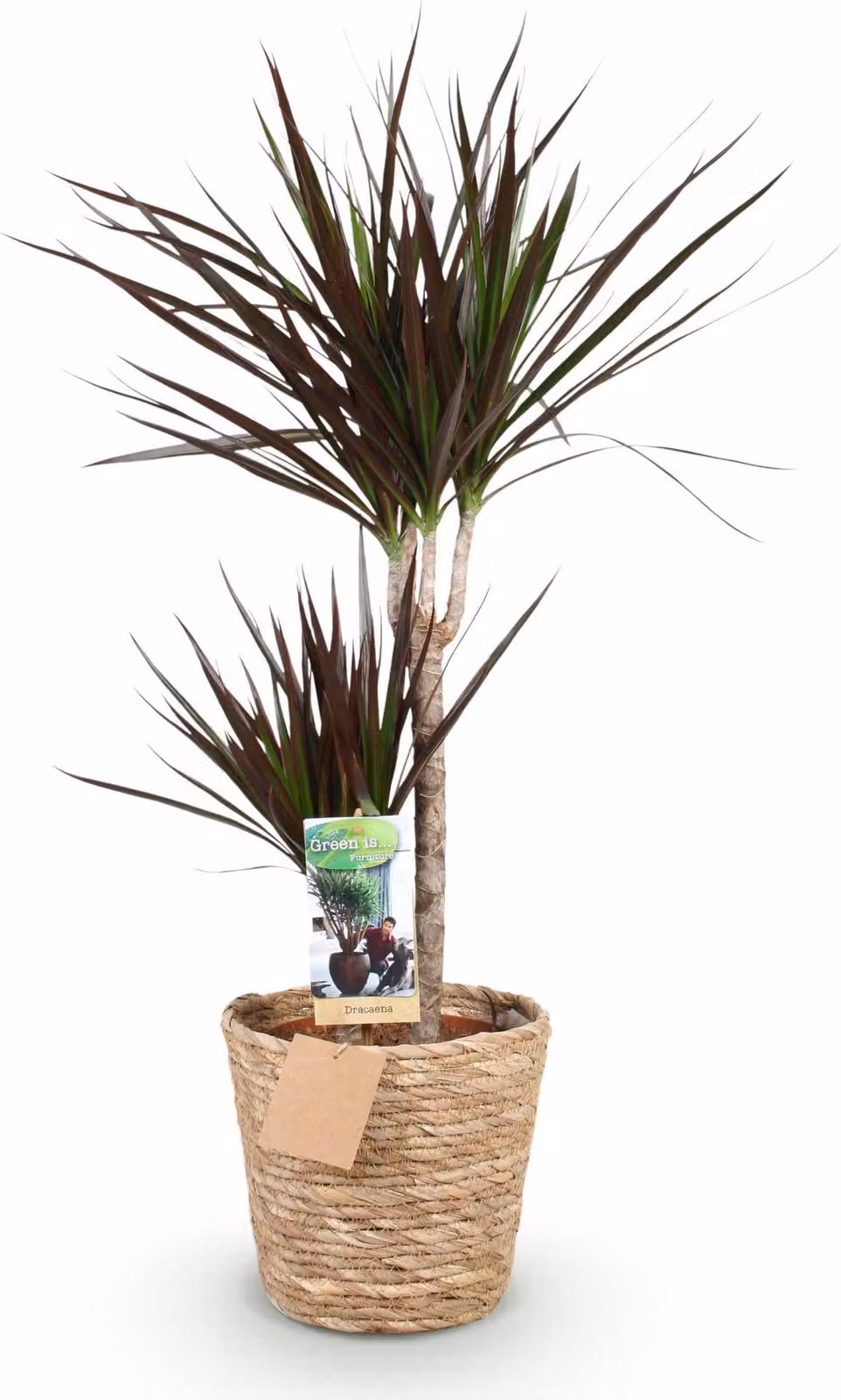 Dracaena Magenta 90-100cm, 21cm, con cestino e decorazioni verde-magenta