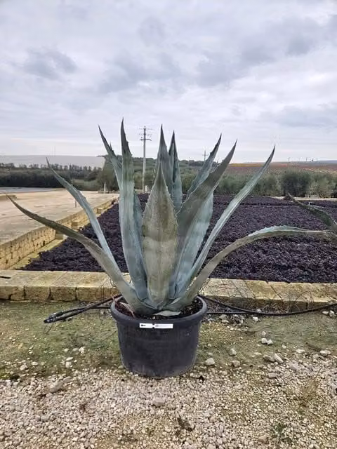AGAVE AMERICANA VASO 70 Lt.100