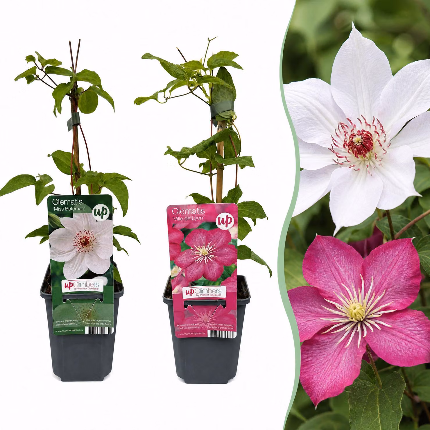 Clematis Duo Pink & White - Clematide - Bianco - Rosa - Pianta rampicante | 12 pezzi - 25-35cm - Ø9cm - Pianta da giardino