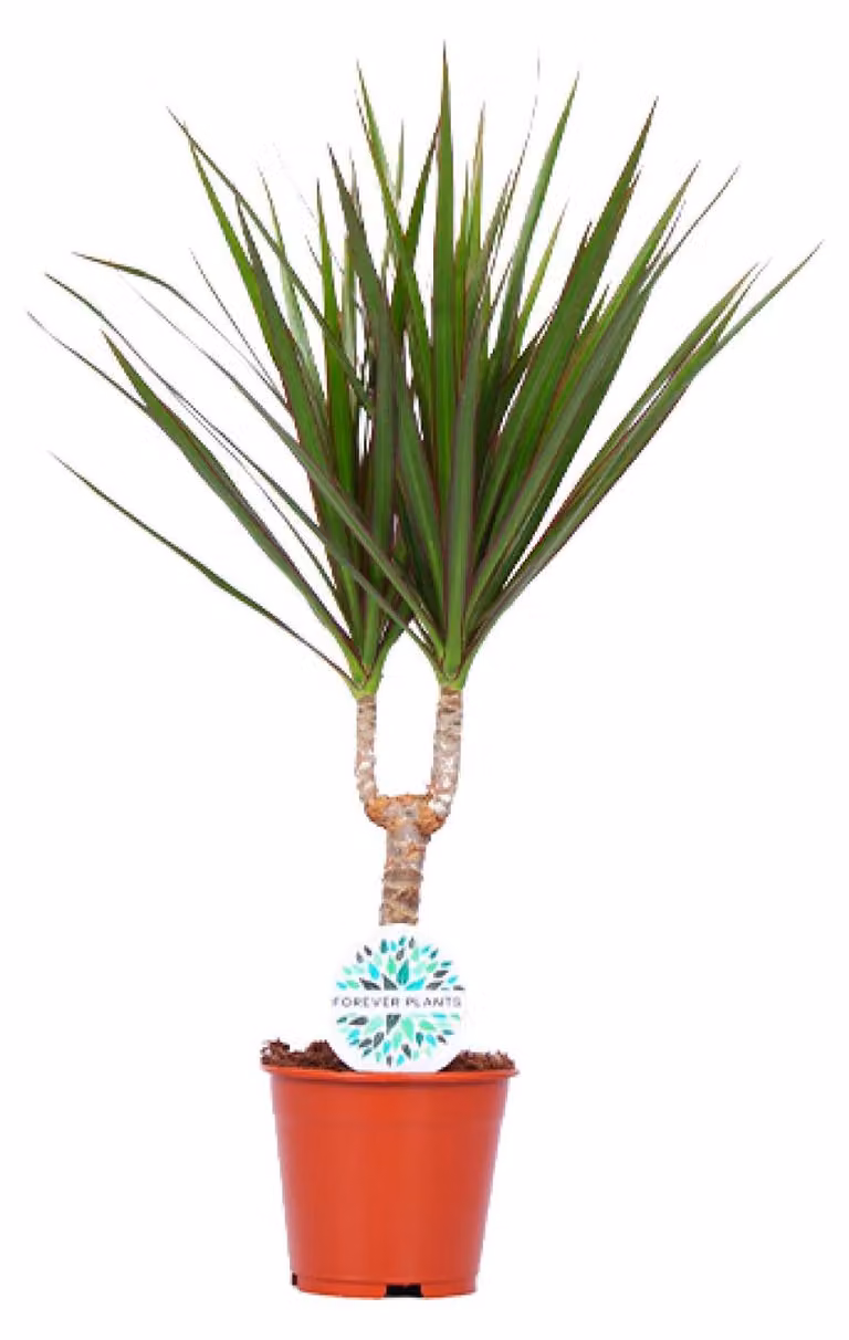 Dracaena marginata - 45-55cm - Ø14cm - Pianta d'appartamento - Sempreverde