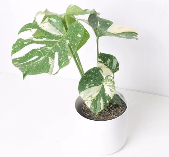 Monstera Thai Constellation Vivaio Garden Forest pianta da interno con vaso verde e bianco Altezza: 45 cm – 1