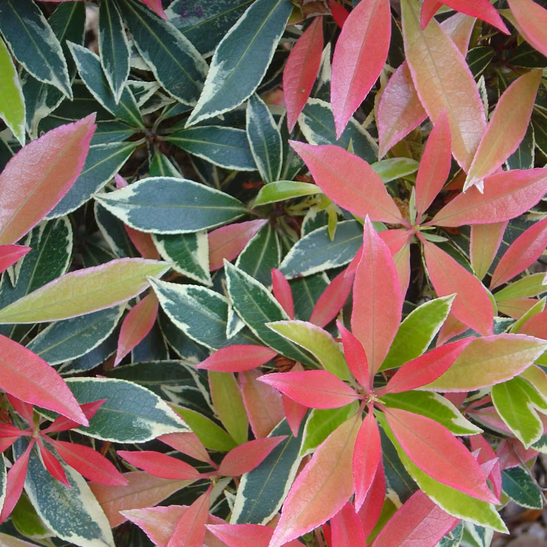 2 piante di *Pieris* 'Flaming Silver' (piante ornamentali con fiori a forma di campana), alte 20-30 cm, in vaso