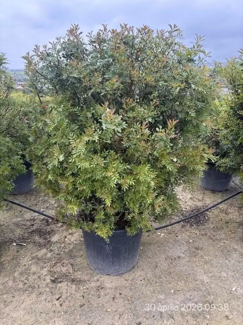 PISTACIA LENTISCUS PALLA 60 Lt.90