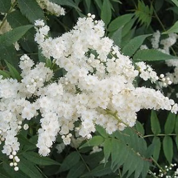 2 piante di Sorbaria sorbifolia (pianta ornamentale a portamento eretto) | Altezza: 40-60 cm, fornite in vaso